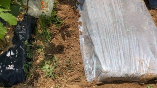 夏の畑仕事「太陽熱消毒」で土をリセットする方法 