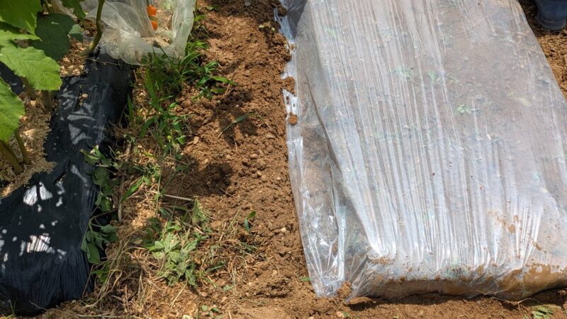 夏の畑仕事「太陽熱消毒」で土をリセットする方法 