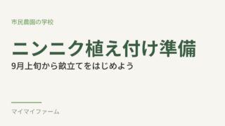 ニンニクの畝立てはいつからいい？植え付け前の準備をやさしく解説 