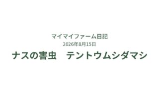 ナスの葉を食い荒らす犯人はコレ！テントウムシダマシに注意 