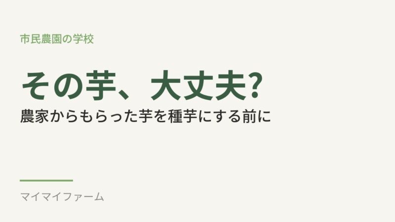 農家からもらったジャガイモ、種芋にしていい?病気のリスクをやさしく解説 