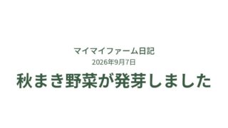 秋まき野菜が発芽！ダイコン・ホウレンソウ・ニンジンの様子 