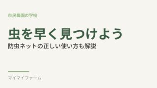虫の早期発見と防虫ネットの正しい使い方｜初心者でもできるチェック方法 