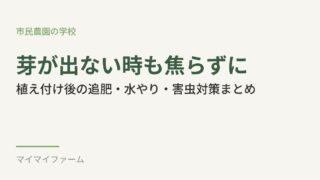 ニンニクの芽が出ない・追肥・水やりはどうする?植え付け後のお世話ガイド 