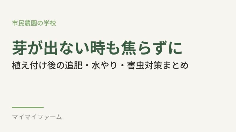 ニンニクの芽が出ない・追肥・水やりはどうする?植え付け後のお世話ガイド 