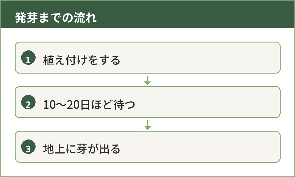 ニンニクを植えてから芽が出るまでの流れを示した図