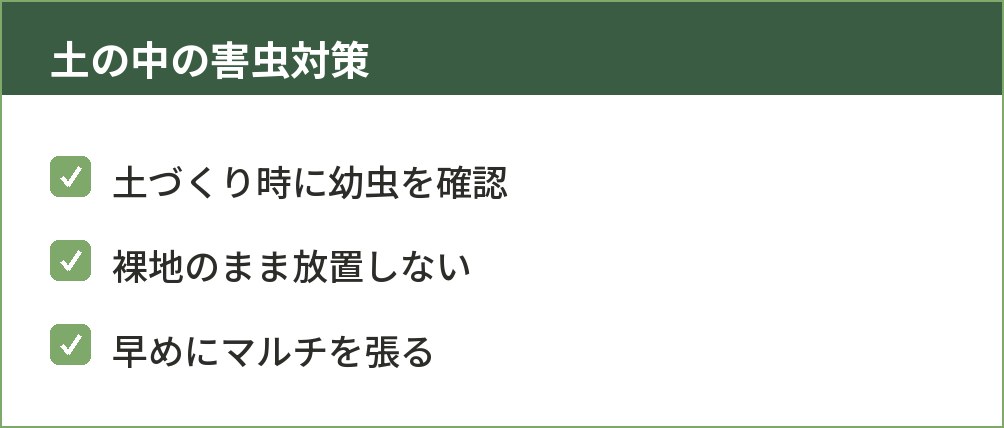 ニンニク栽培で土の中の害虫を防ぐポイントをまとめた図