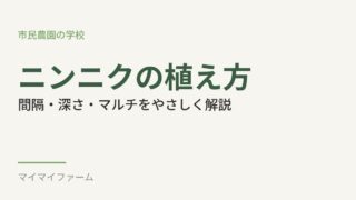 ニンニクの植え付け手順｜間隔・深さ・マルチ・皮むきをやさしく解説 