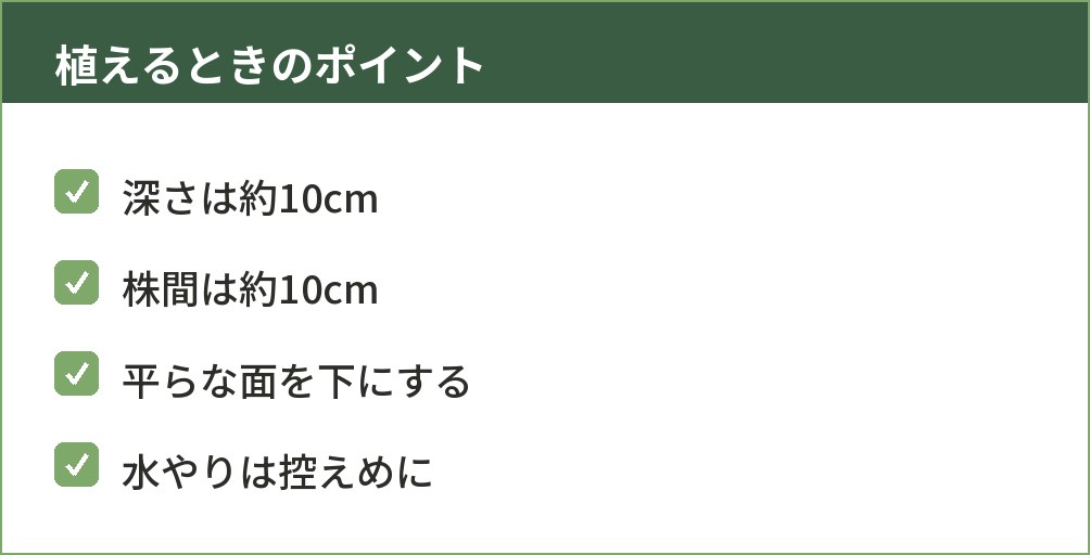ニンニクを植えるときに気をつける4つのポイントを示した図