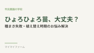 タマネギの苗がひょろひょろ？種まき失敗・植え替え時期の悩みを解決 