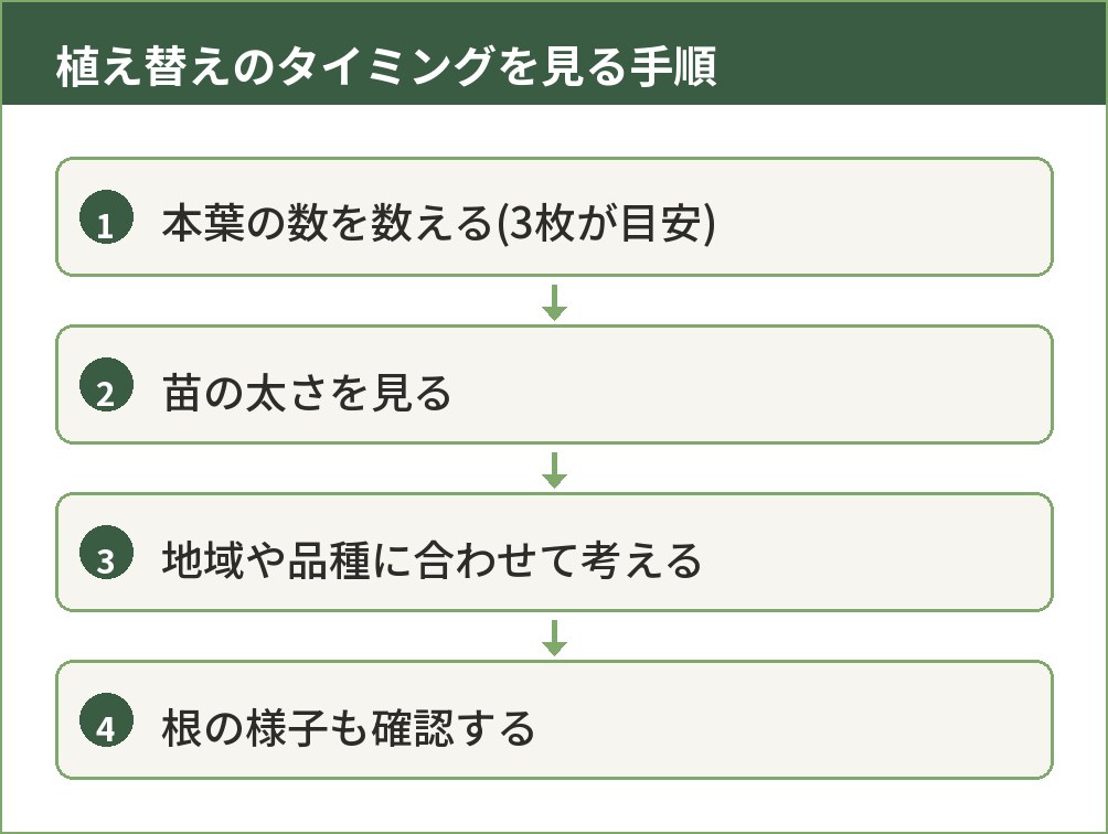 タマネギの苗を植え替える時期を判断するための手順を示した図