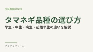 タマネギの品種選び方｜早生・中生・晩生・超極早生・貯蔵性の違いをやさしく解説 