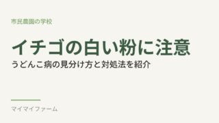 イチゴのうどんこ病の見分け方｜葉の裏もチェックして早めに対処しよう 