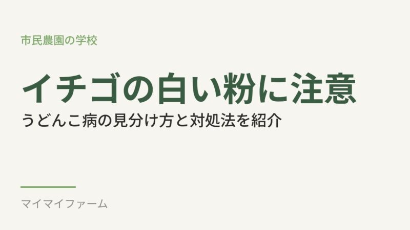 イチゴのうどんこ病の見分け方｜葉の裏もチェックして早めに対処しよう 