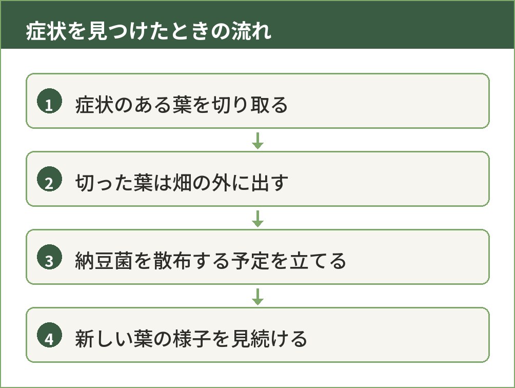うどんこ病の葉を切り取ってから納豆菌散布を検討するまでの手順イラスト