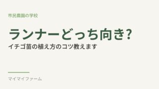 イチゴ苗のランナーがない!?植える向きで迷ったときのコツ 