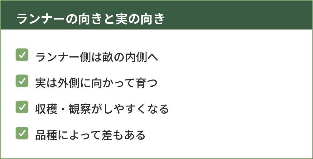 イチゴ苗のランナーの向きと、実がつく向きの関係を示した図