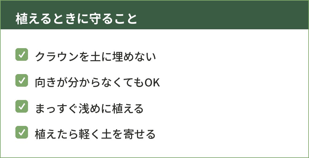 イチゴ苗を植えるときに気をつけるポイントをまとめた図