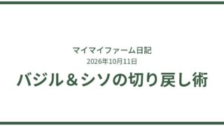 たった1株がここまで大きく！バジル・シソの切り戻し術 