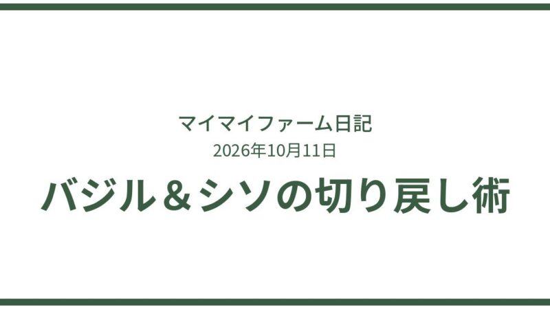 たった1株がここまで大きく！バジル・シソの切り戻し術 