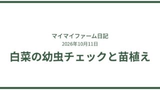 秋の植え付けスタート！ニンニクと白菜・キャベツ苗の虫チェック 