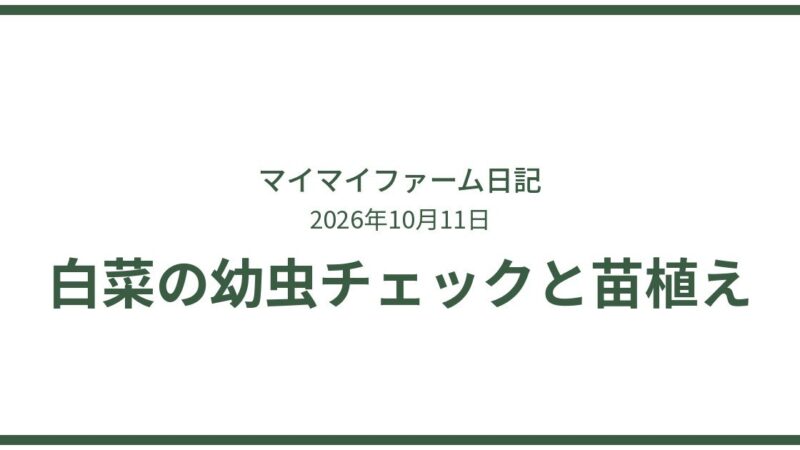 秋の植え付けスタート！ニンニクと白菜・キャベツ苗の虫チェック 